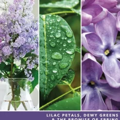 Signature Jar Candle Yankee Candle Medium Jar Lilac Blossoms 368g Discount